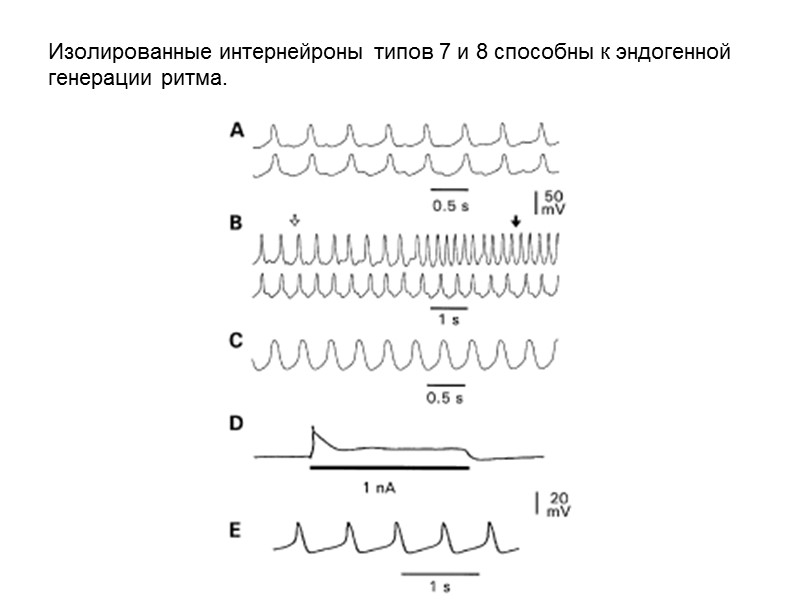 Изолированные интернейроны типов 7 и 8 способны к эндогенной генерации ритма.